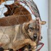 a dog in a cage sitting on a motorcycle